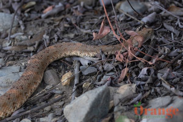 Speckled Rattlesnake