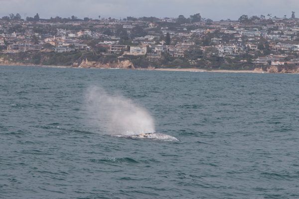 Gray whale Gray Whale