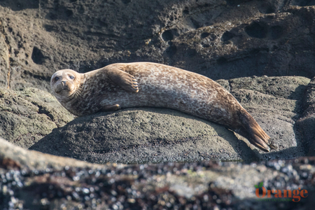 Harbor seal Harbor Seal
