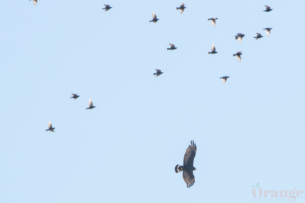 Zone-tailed hawk with european starling staying above to avoid being caught. Rancho Santa Margarita 2016 Zone-tailed hawk