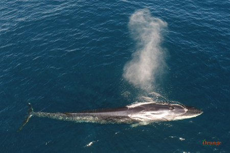 Fin whale with its tall spout Fin Whale