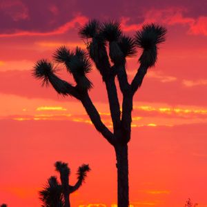 Joshua Tree Joshua Tree