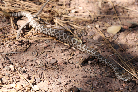 Southern Pacific Rattlesnake traveling Southern Pacific Rattlesnake