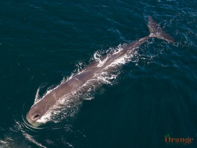 Sperm Whale