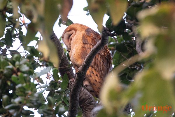 Barn Owl