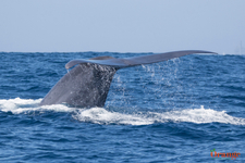 Blue whale fluke/tail Blue Whale