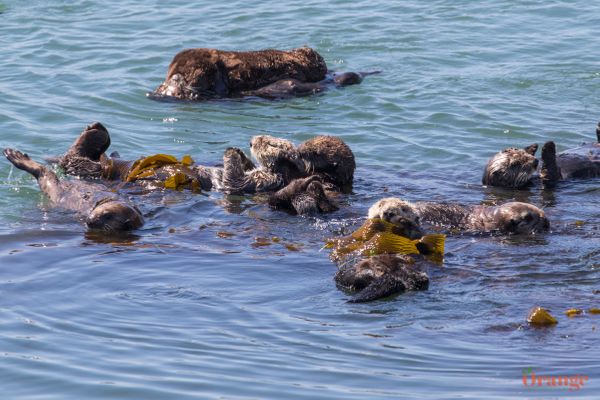 Sea Otters