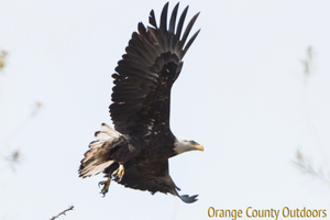 Juvenile bald eagle in Orange County Bald Eagle