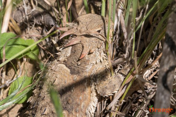 Coast Horned Lizard