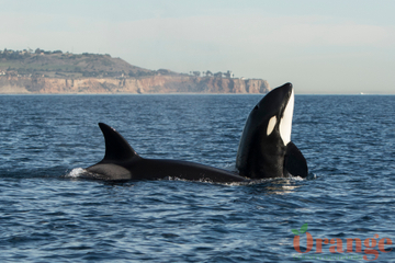 Killer whales from the CA-51 matriline Transient Orca