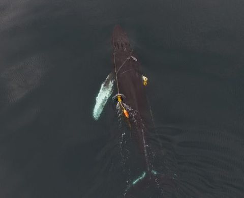 Entangled humpback whale
