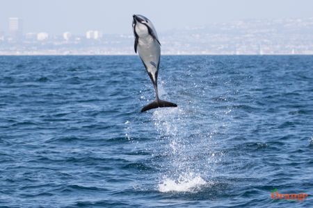 Common Dolphin