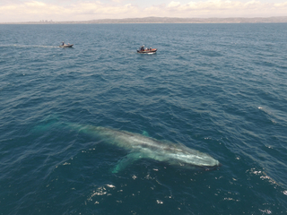 Blue Whale Blue Whale