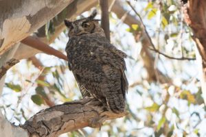 Great horned owl Great Horned Owl