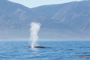 Blue whale near Santa Cruz Island Blue Whale
