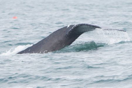 Humpback Whale