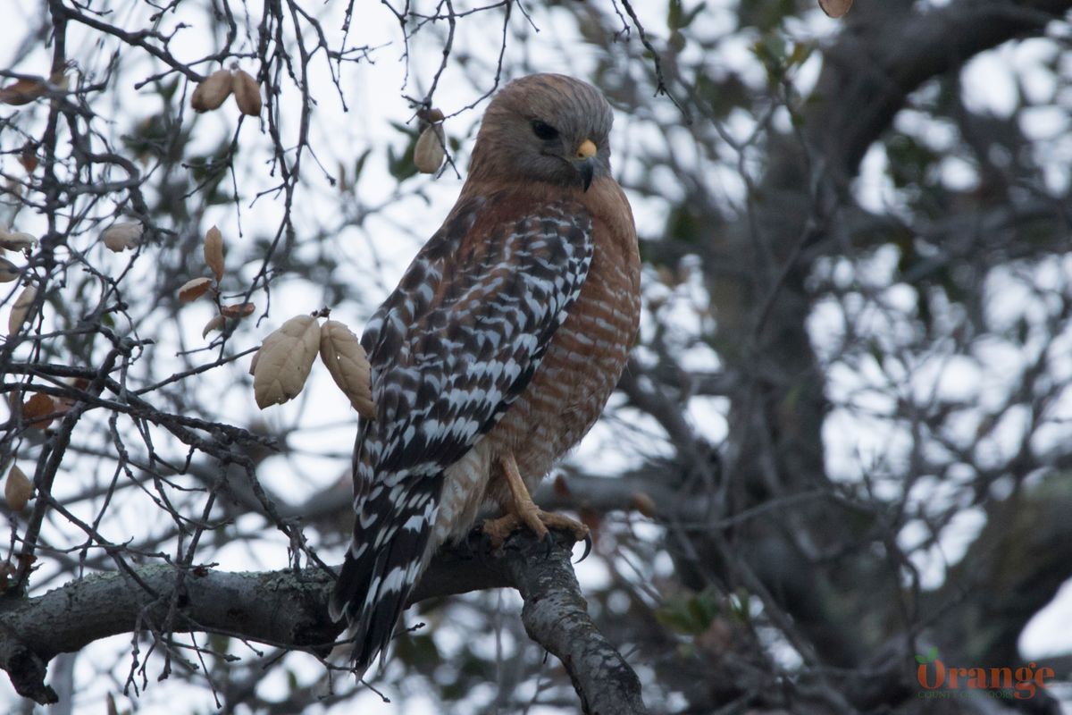 Red-Shouldered Hawk
