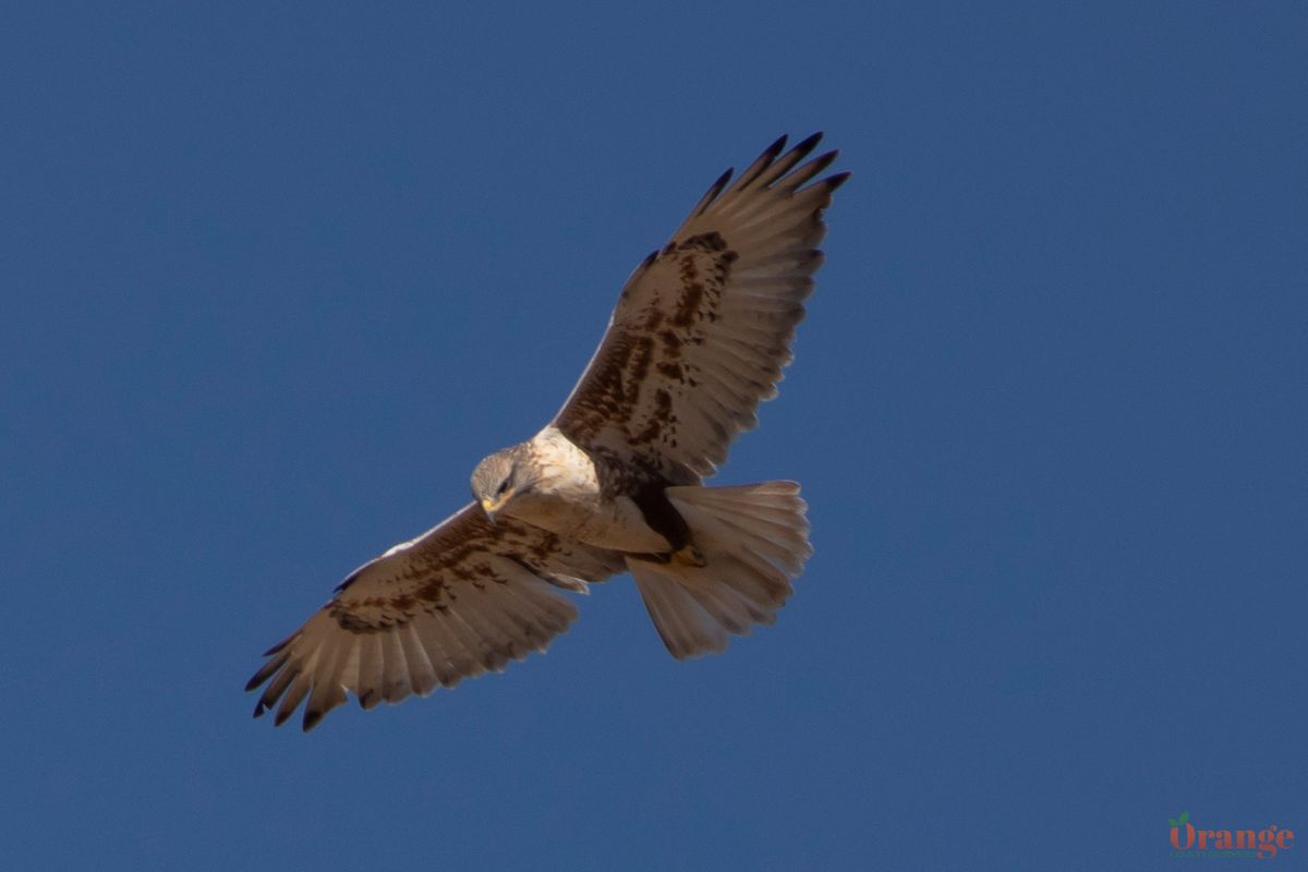 32 Birds of Prey Found in California! (2023) - Bird Watching HQ