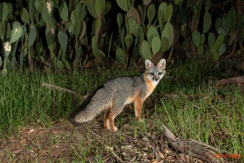 Gray Foxes in Orange County - Orange County Outdoors