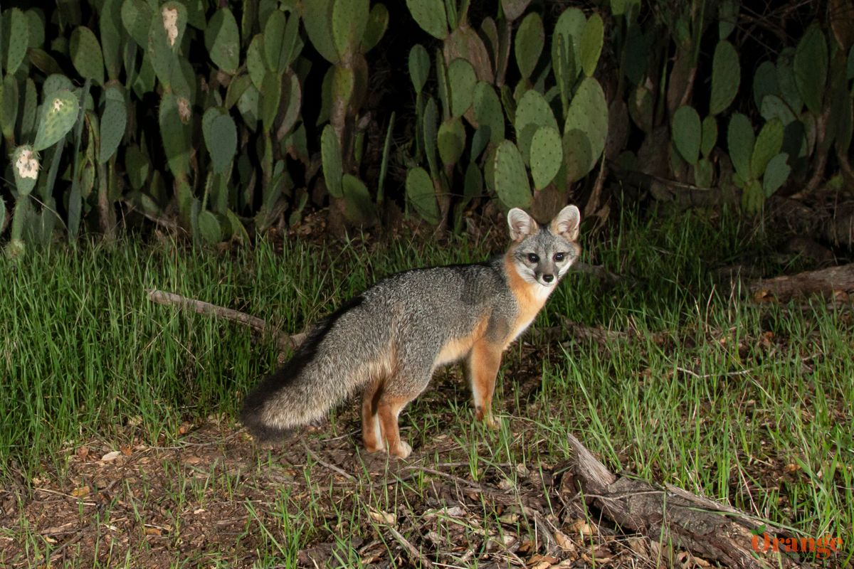 Gray Fox