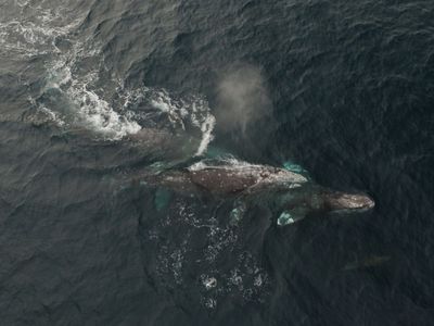 Gray Whale