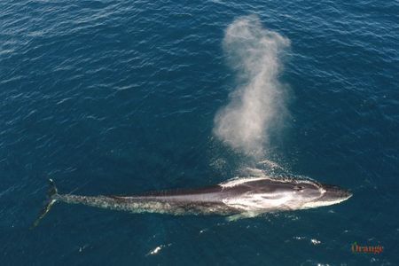 Fin Whale