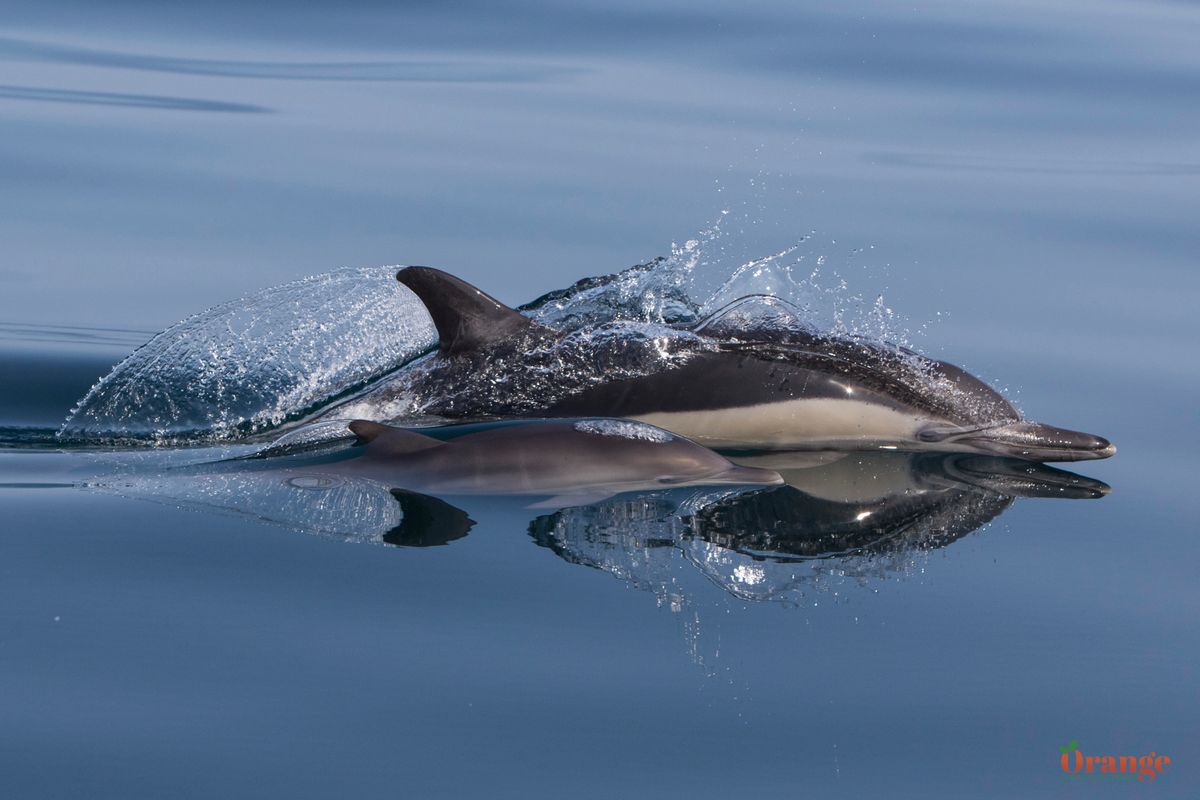 Common Dolphin