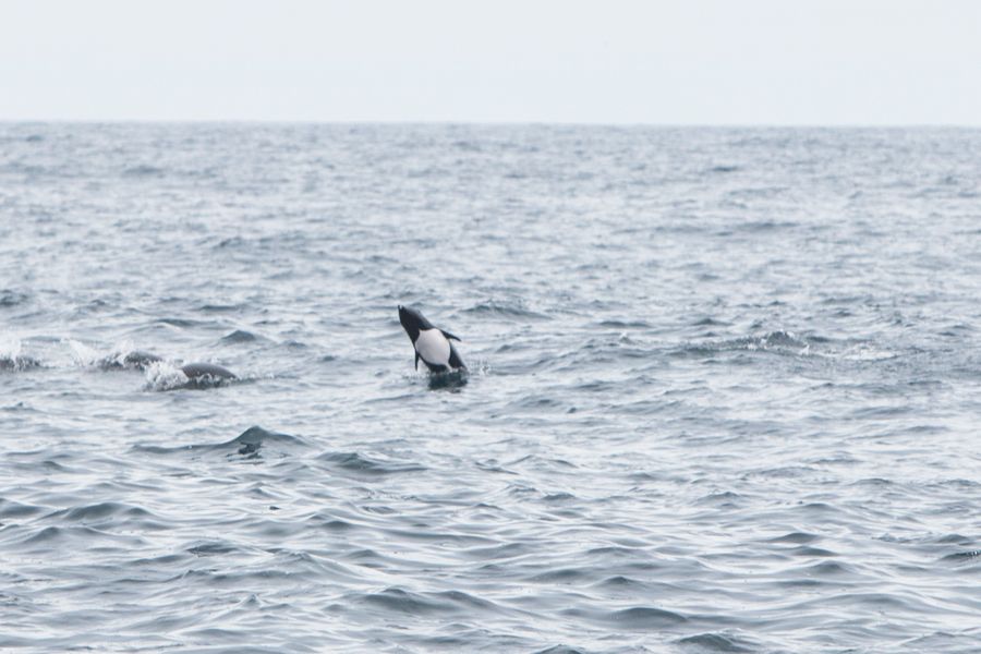 Northern Right Whale Dolphin Northern Right Whale Dolphin