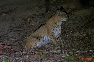 Bobcat in Silverado Canyon Bobcat