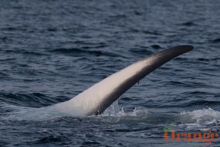 Underside of fluke Fin Whale