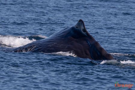 Sperm Whale