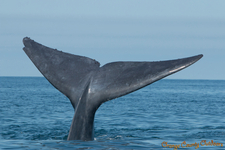 Blue Whale Blue Whale