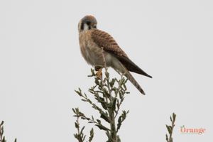 American Kestrel in Black Star Canyon American Kestrel