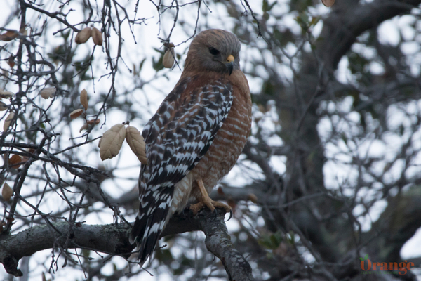 Red-Shouldered hawk in Trabuco Canyon Red-Shouldered Hawk