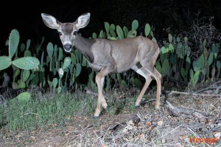 Mule Deer