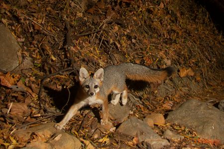 Gray Fox