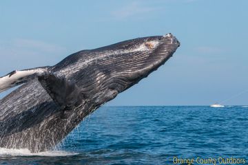 Humpback Whale Humpback Whale