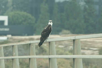 Osprey Osprey