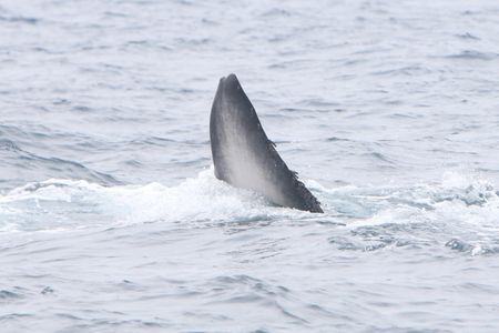 Fin Whale (Underside of fluke) Fin Whale
