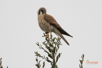 American Kestrel in Black Star Canyon American Kestrel