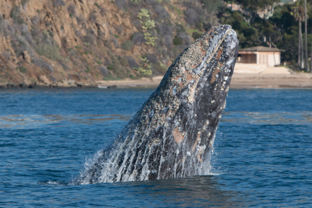 Gray Whale Gray Whale
