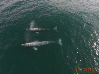 Gray Whale Gray Whale