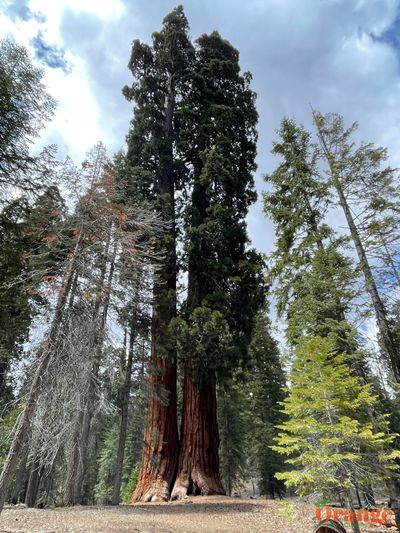 Two Giant Sequoias Trail Of 100 Giants