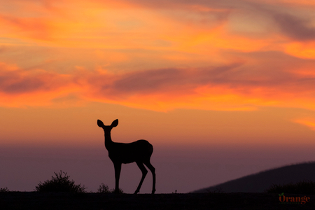 Mule deer enjoying the sunset Mule Deer