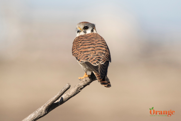 American kestrel at Bolsa Chica Wetlands American Kestrel