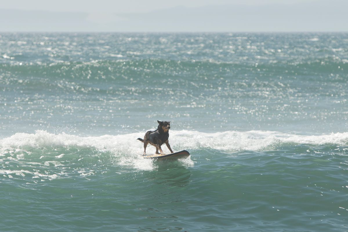 Huntington Dog Beach