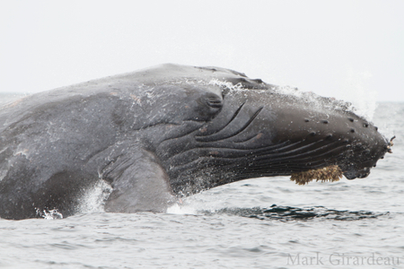 Scarlet entangled humpback whale Scarlet entangled humpback whale