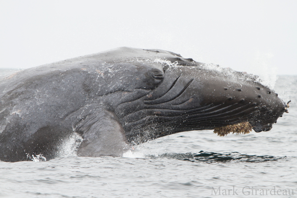 Scarlet entangled humpback whale Scarlet entangled humpback whale