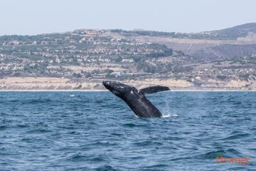 Breaching humpback whale near Crystal Cove State Park, Newport Beach Humpback Whale