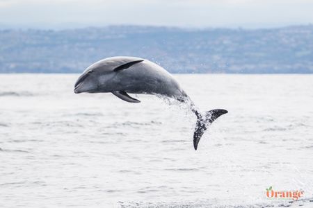 Bottlenose dolphin off Newport Beach Bottlenose Dolphin